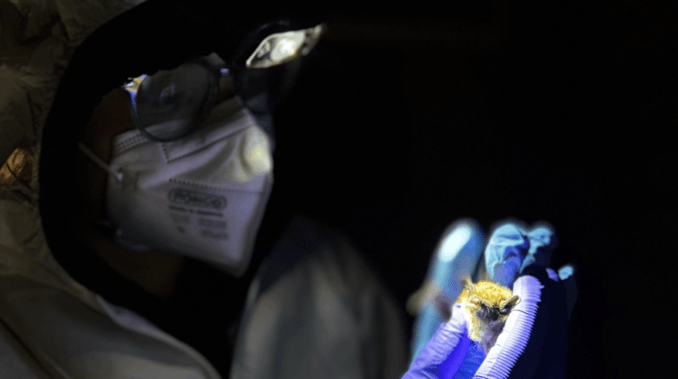 A person in a gowned suit with hood, mask, glasses and blue gloves holds a small bat.