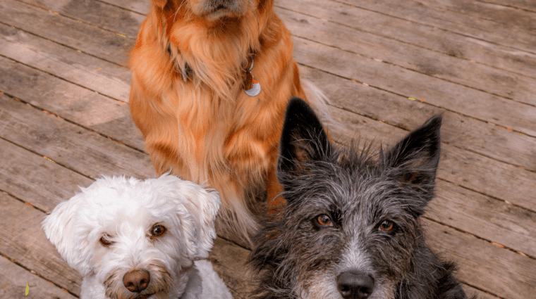 Three dogs sitting on a deck looking up at photographer.