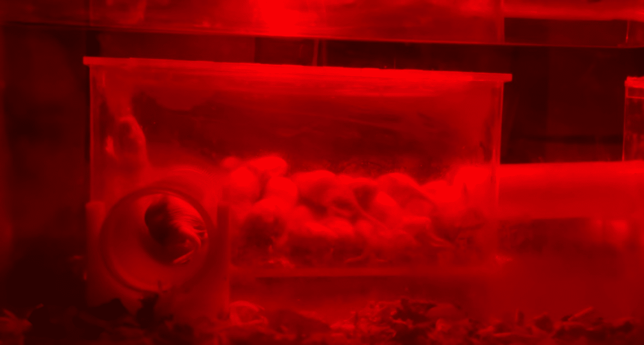 A plastic shelter holding several naked mole rats huddled together. All is cast in a red glow.