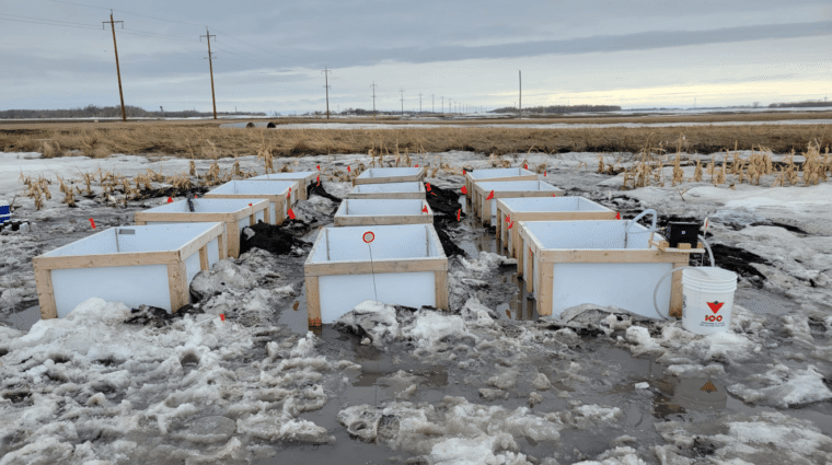 Several white boxes in a field. Snow in the field is melting. One box has a pail next to it. Power lines in the distance.