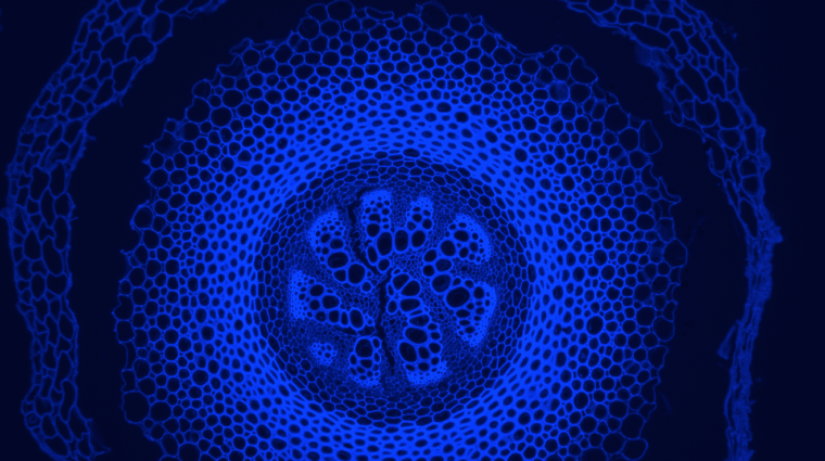 Blue circle with many cells inside forming different patterns. Background is black.
