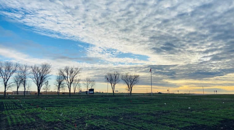 A green field in the spring. Few trees are there as wind barriers. The trees aren't having any leaves yet. The sky is cloudy and is at sun set.