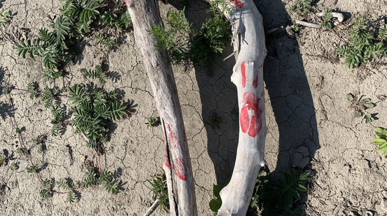 A colour photo of a faded piece of driftwood with six red hand prints on it. The driftwood lays on sandy soil with small green leafy plants around it.