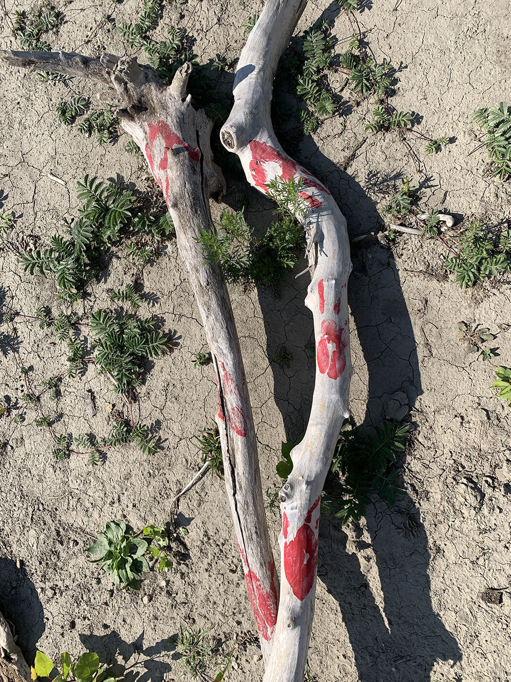 A colour photo of a faded piece of driftwood with six red hand prints on it. The driftwood lays on sandy soil with small green leafy plants around it.