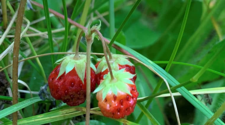 Three small red strawberries dangle from a stem against a green foliage background