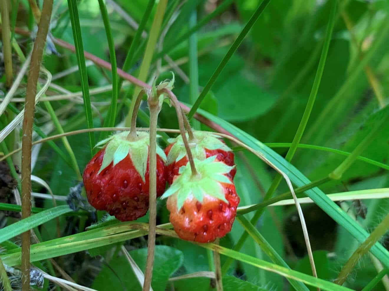 Three small red strawberries dangle from a stem against a green foliage background