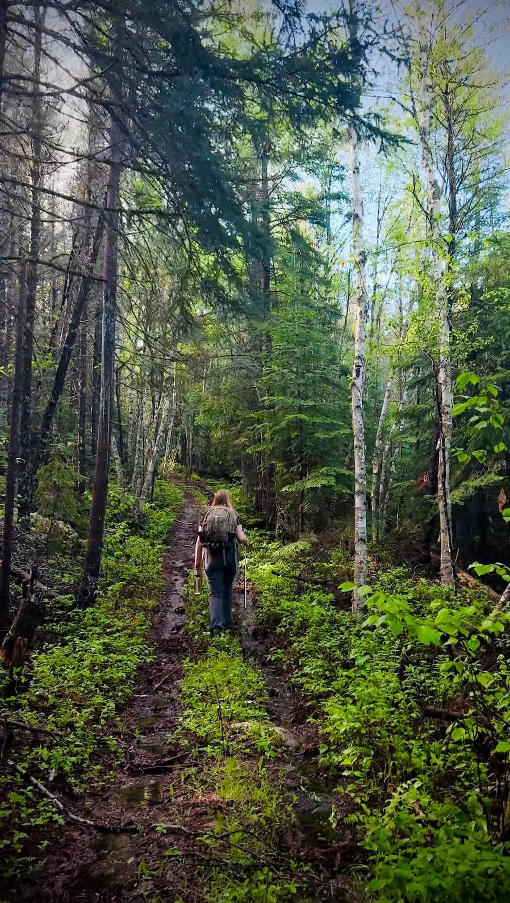 A researcher carrying an auger and a bottle of water, walking into the boreal forest at IISD Experimental Lakes Area, Ontario, to collect soil samples