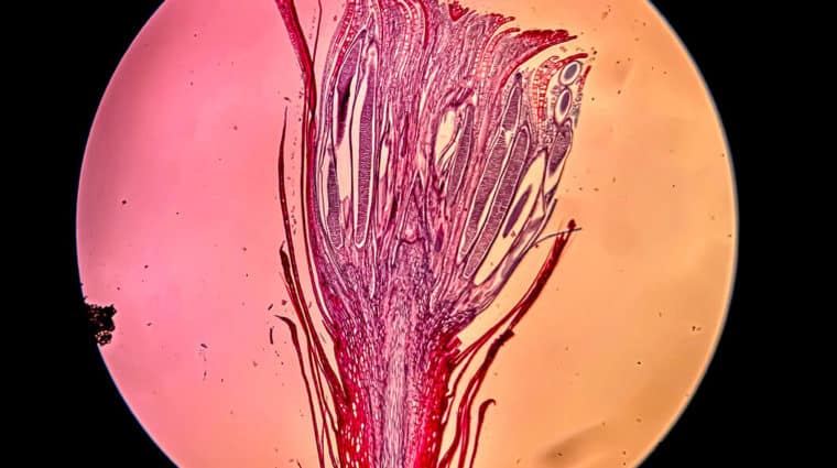 A stained microscopic photo of male moss gametophyte which looks like a beautiful flower.