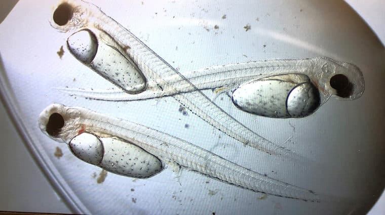 Three walleye fish larvae under a microscope. The top two are crossed in different directions.