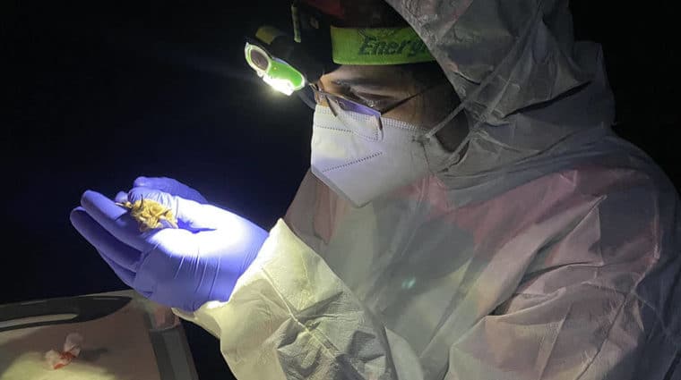 Researcher collecting body measurements from a bat.