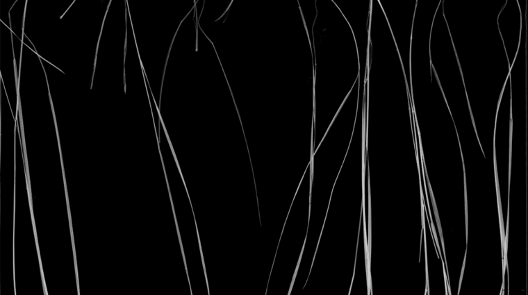 High resolution scan of the roots, stems, and leaves of prairie grasses. Measurements of roots are used to understand how plants respond to drought.