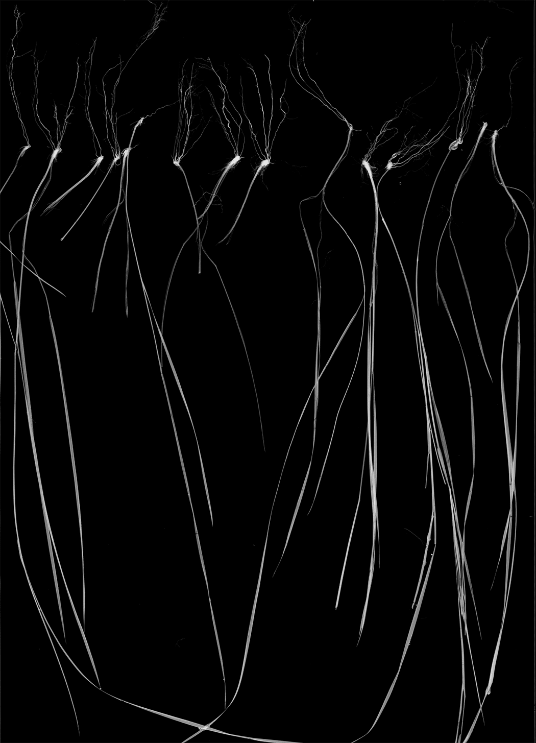 High resolution scan of the roots, stems, and leaves of prairie grasses. Measurements of roots are used to understand how plants respond to drought.