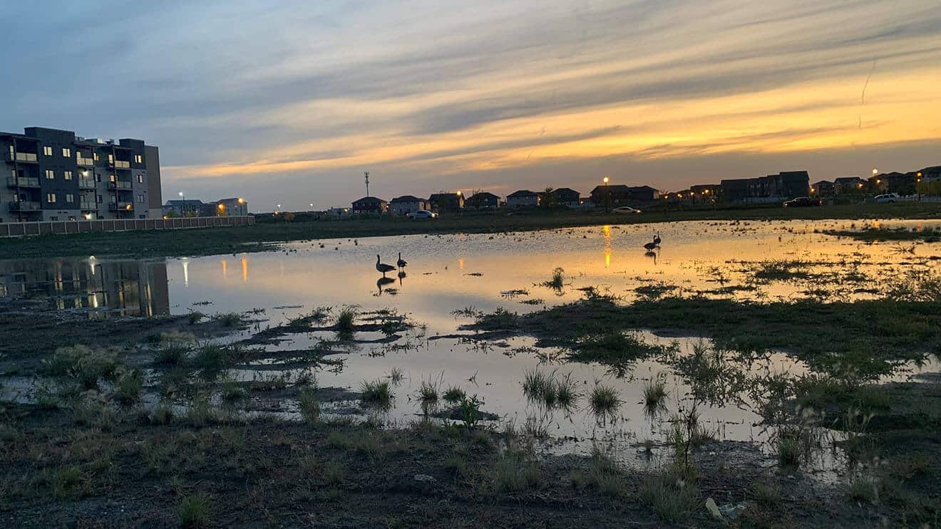 This picture has Sun, colored sky, birds, grass, reflection of these and surrounding buildings in water to inform eco-justice & relational connections.