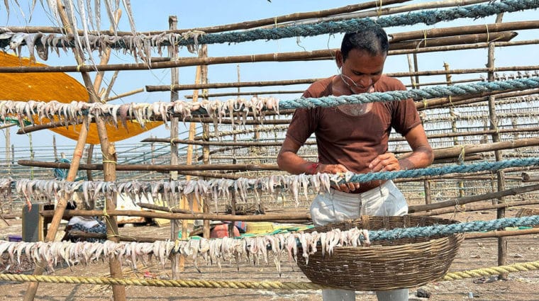 A man is drying fish on ropes tied to poles.