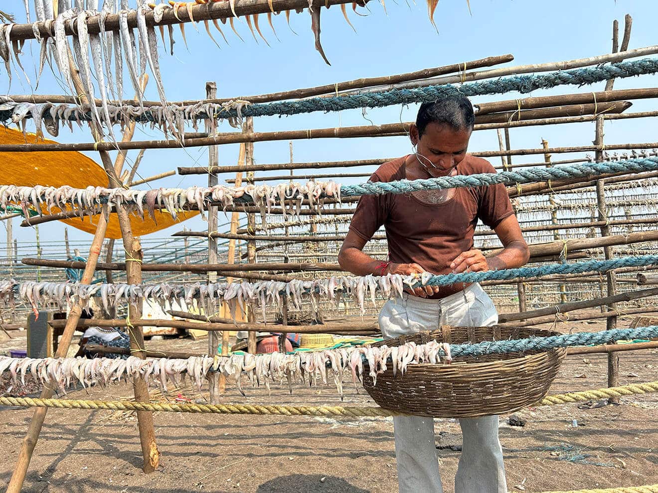 A man is drying fish on ropes tied to poles.