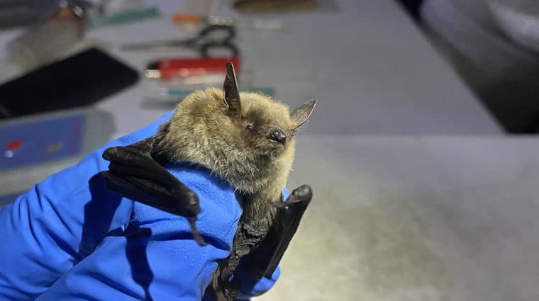 A picture of a person holding a little brown bat over a table with research equipment during fieldwork.