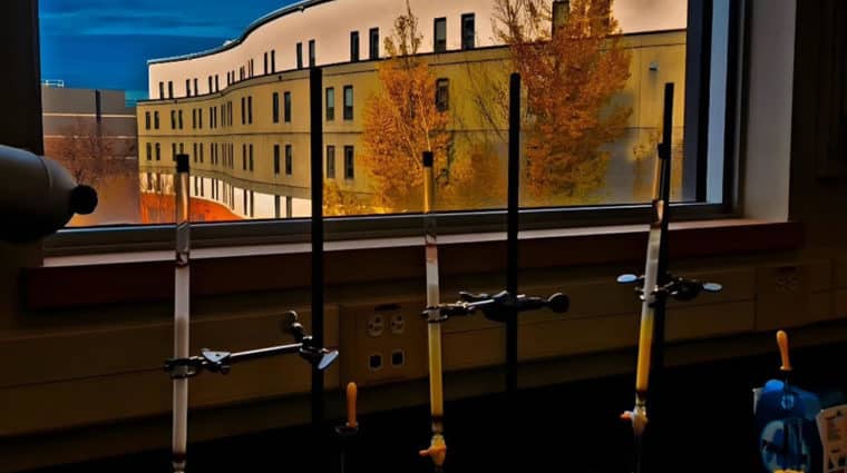 Photo of a small bamboo basket with dried fish in it.