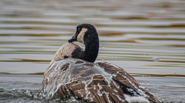 A Canada goose swims on a calm body of water, with gentle ripples surrounding it.