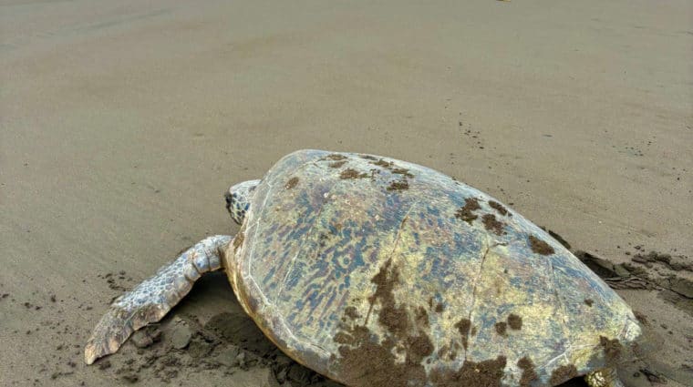 A beach with blue skies and a large female sea turtle heading back to the sea. Her beautiful carapace (shell) has speckles of greens and browns.
