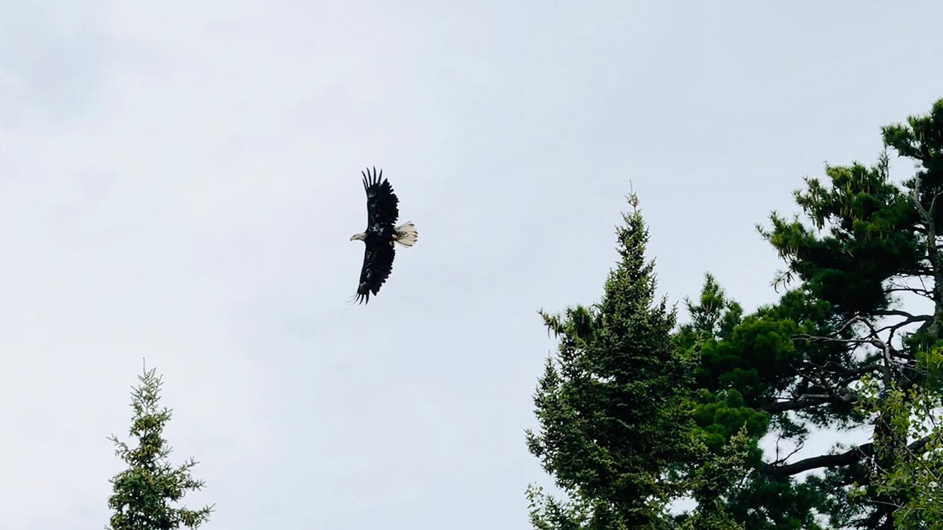 A bald eagle flying freely in the clear sky with green trees in the background.